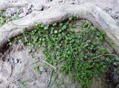 Stellaria parviflora