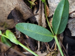 Zornia dyctiocarpa