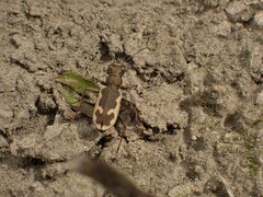 Neocicindela latecincta