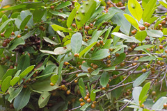 Monteverdia obtusifolia