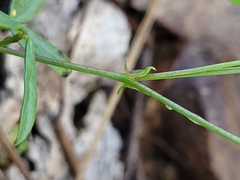 Zornia dyctiocarpa