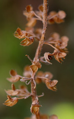 Coleus cremnus