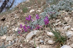 Astragalus utahensis