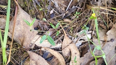 Zornia dyctiocarpa