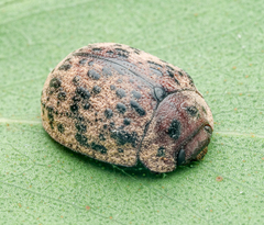 Trachymela pustulosa