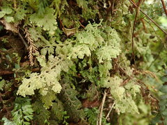 Trichocolea mollissima