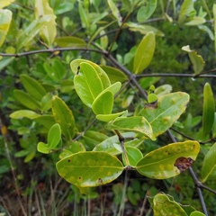 Avicennia