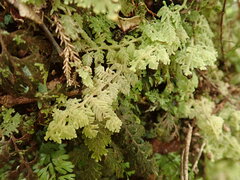 Trichocolea mollissima