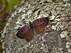 Lycaena boldenarum