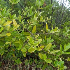 Avicennia