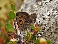 Lycaena boldenarum