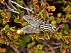 Oxysarcodexia varia