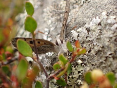 Lycaena boldenarum