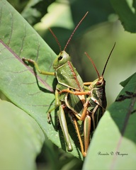 Staleochlora viridicata