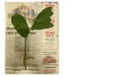 Flindersia bourjotiana