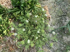Cnidium monnieri formosanum