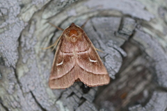 Fagitana littera