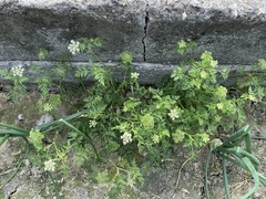 Cnidium monnieri formosanum