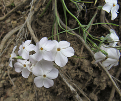 Phlox longifolia