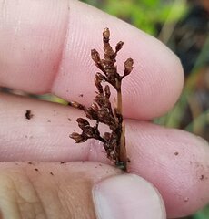 Fimbristylis