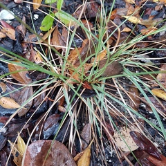 Fimbristylis
