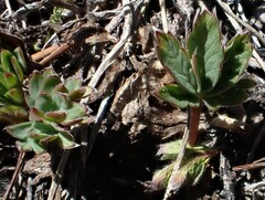 Potentilla glaucophylla
