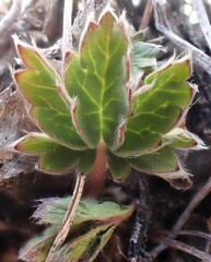 Potentilla glaucophylla