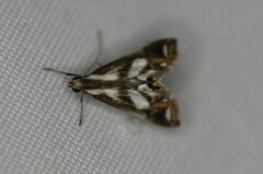 Chrysendeton imitabilis