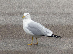 Larus delawarensis