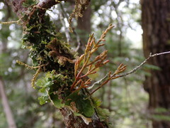 Arceuthobium tsugense