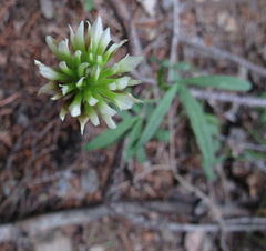 Trifolium longipes