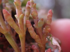 Arceuthobium tsugense