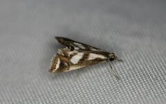 Chrysendeton imitabilis