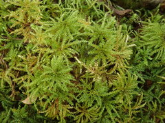 Hypnodendron