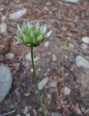 Trifolium longipes