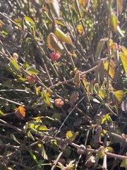 Ayenia compacta