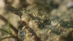 Eurypegasus draconis