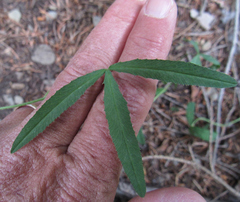 Trifolium longipes