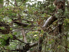 Arceuthobium tsugense