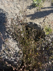 Ayenia compacta