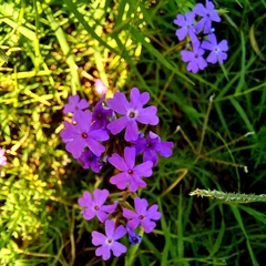 Glandularia aristigera