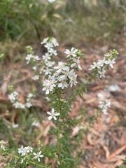 Olearia ramulosa