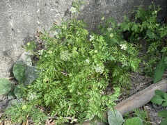 Cnidium monnieri formosanum