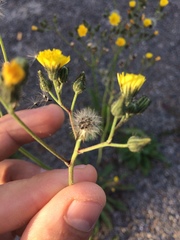 Pilosella caespitosa