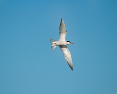 Sterna hirundo