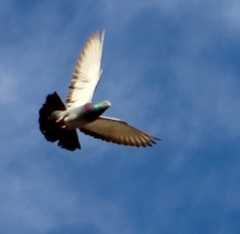 Columba livia domestica