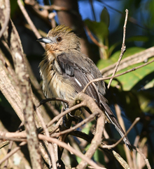 Trichothraupis melanops
