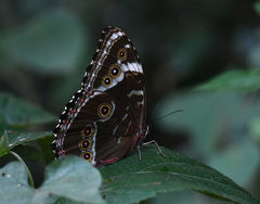 Morpho helenor achillides