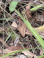 Epidesmia chilonaria