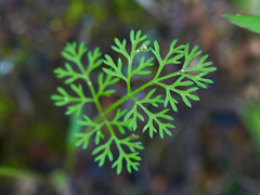 Daucus pusillus